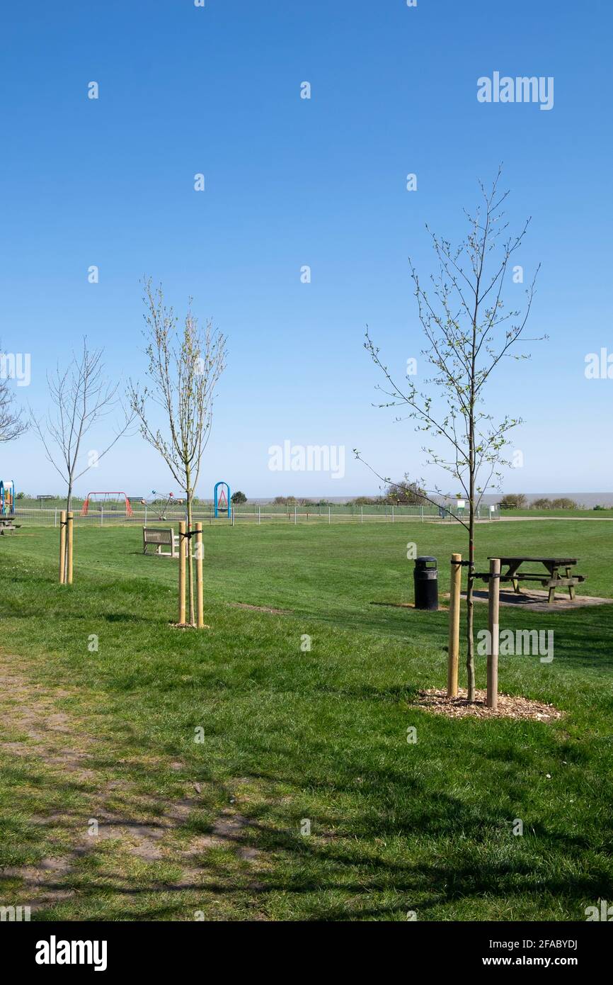 new trees planted at Walton on the naze, tendring, Essex England Stock Photo