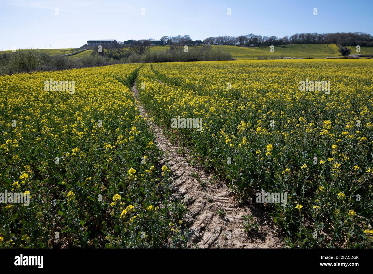 Oilseed rape crop on an English farm in spring. Stock Photo