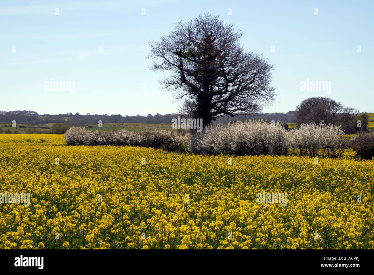 Oilseed rape crop on a farm in springtime - for use as a background poster Stock Photo