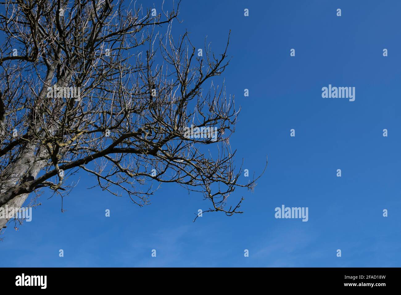 Tree against a blue sky poster - a wonderful springtime blue sky with a tree coming into bud Stock Photo