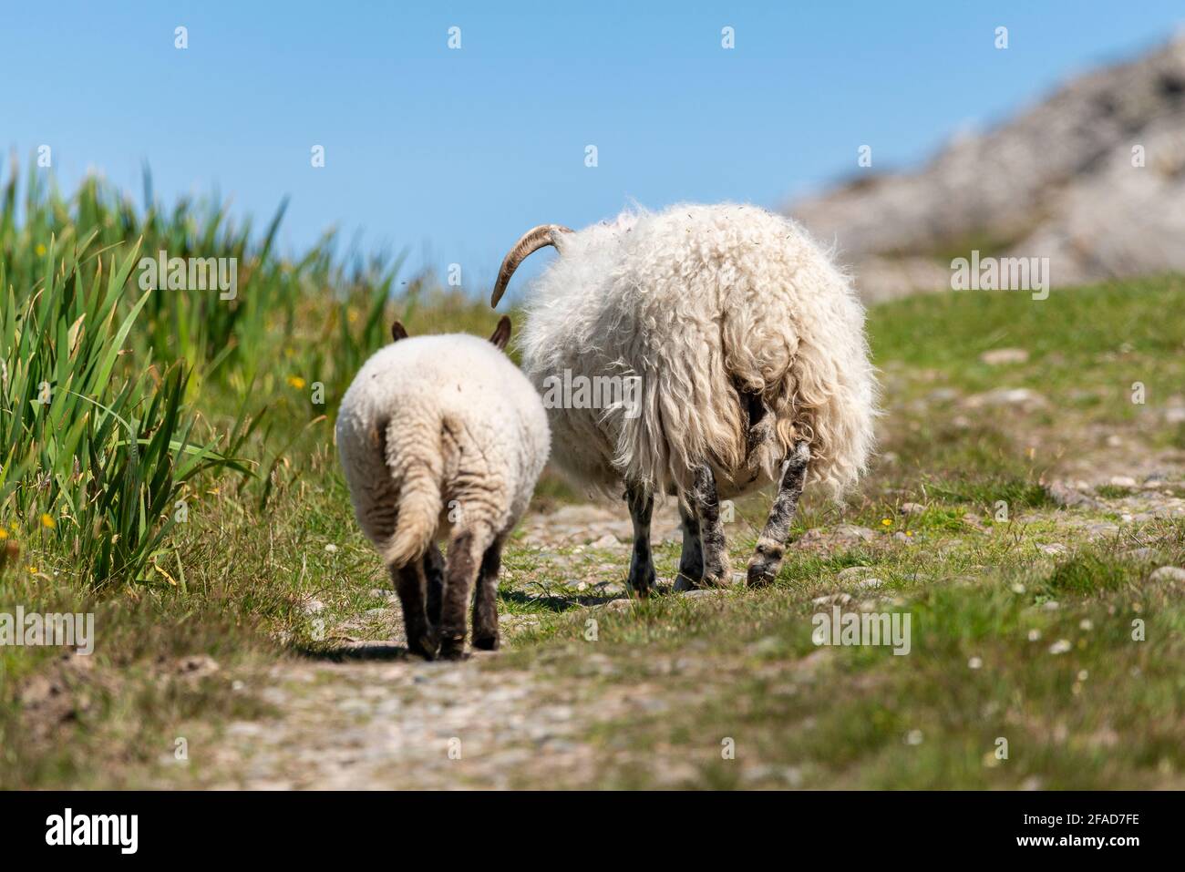 A ewe leads its lamb uphill to better a better grazing area Stock Photo