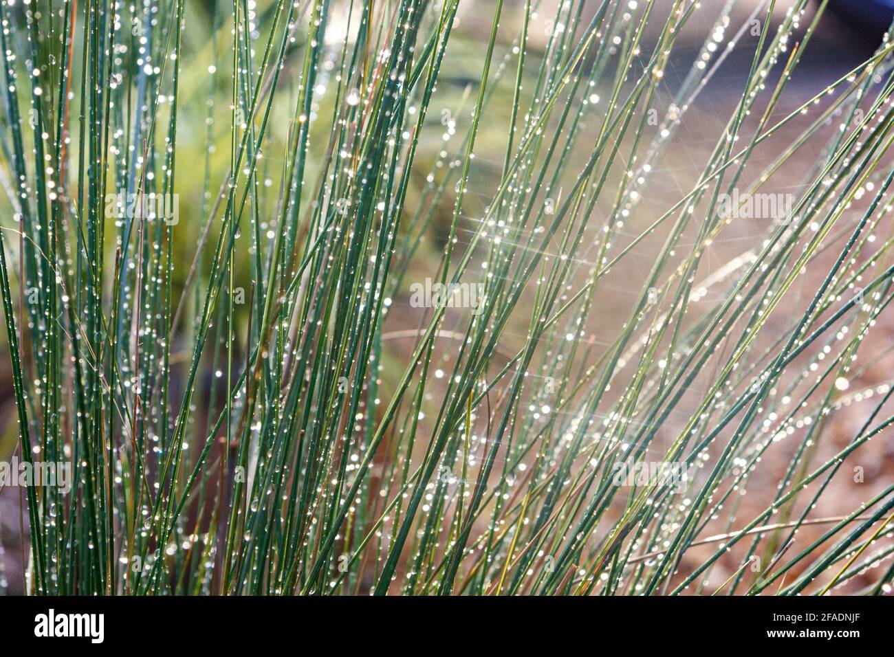 Muhly Grass with raindrops Stock Photo
