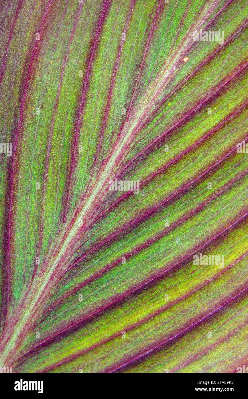 Canna lily  variegated leaf Stock Photo