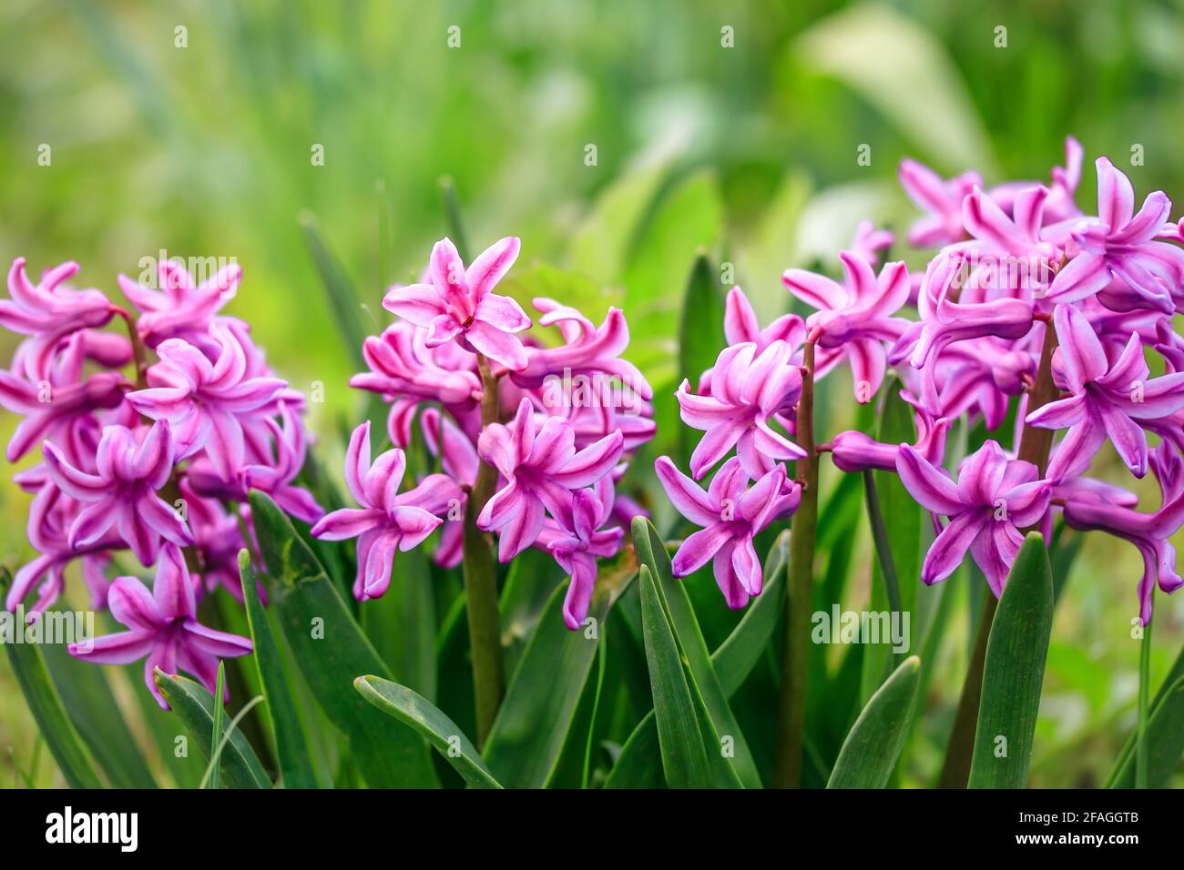 Hyacinthus orientalis in garden, common hyacinth in spring. Magenta flowers, floral pattern, nature background. Pink blossom, growing plant. Selective Stock Photo