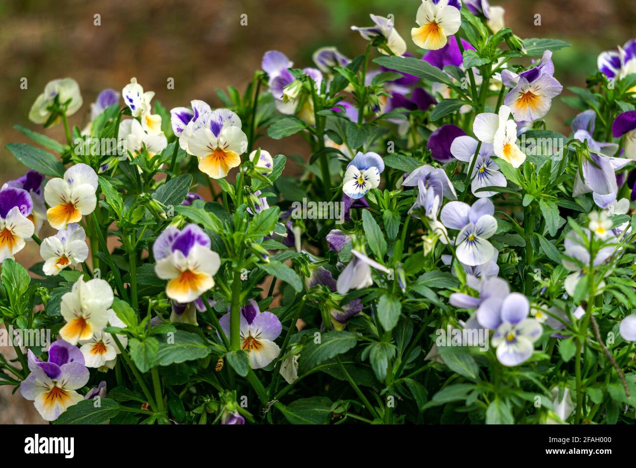 Background from multi-colored yellow with blue, pansies in the garden. Stock Photo