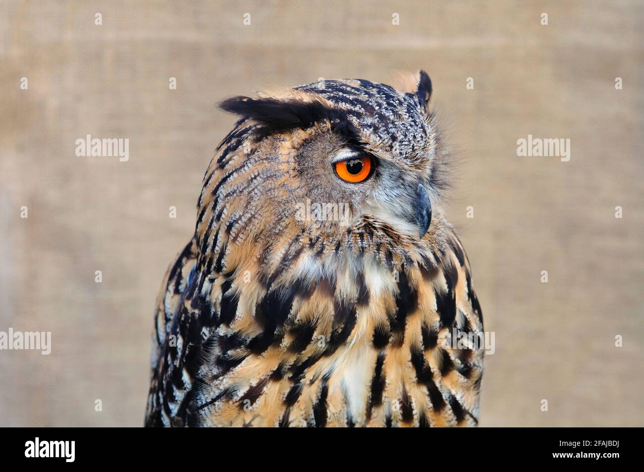 Italy, Lombardy, Eagle Owl, Bubo bubo Stock Photo