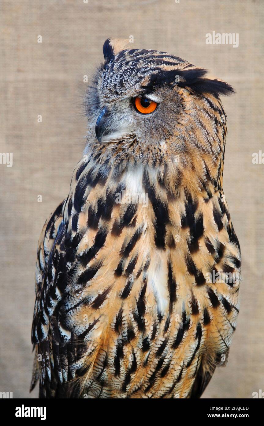 Italy, Lombardy, Eagle Owl, Bubo bubo Stock Photo