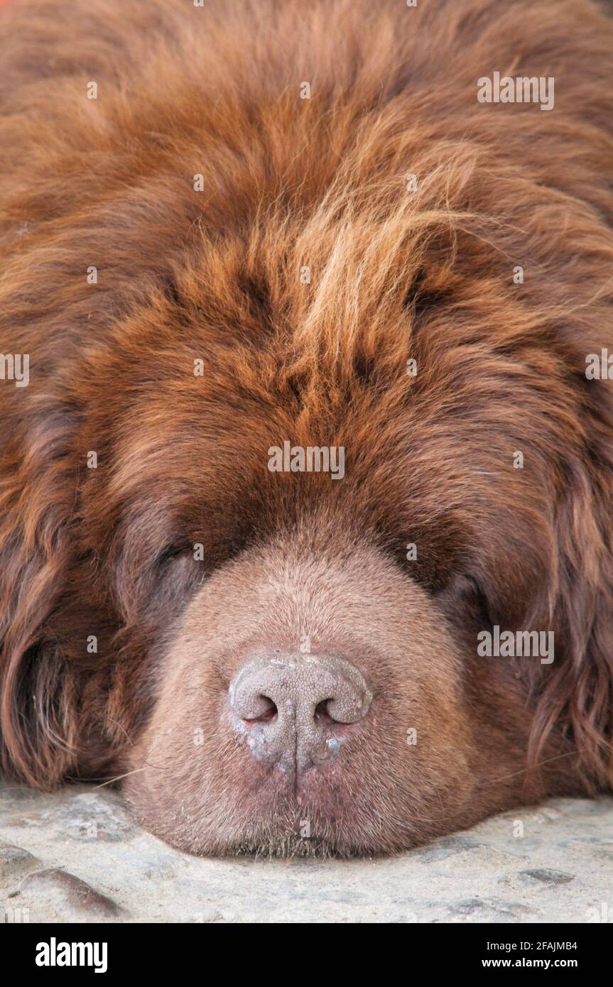 Newfoundland Dog Sleeping Stock Photo Alamy