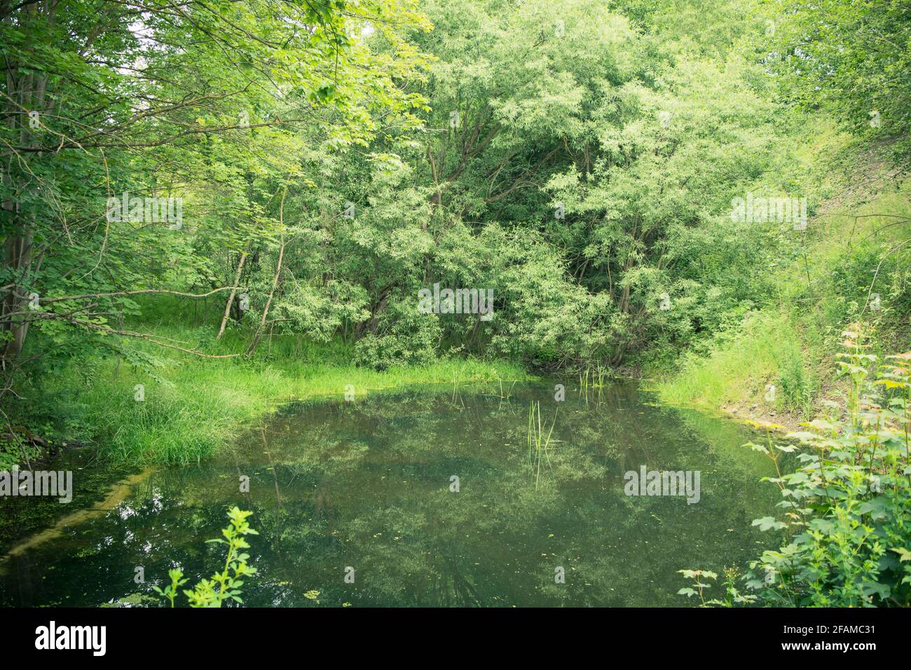 Pond with dense vegetation hi-res stock photography and images - Alamy
