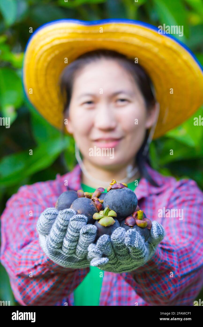 Asian woman (thai) agriculturist showing mangosteens on her hand,  mangosteen is a tropical plant, shallow depth of field (DOF) mangosteen in focus ,f Stock Photo