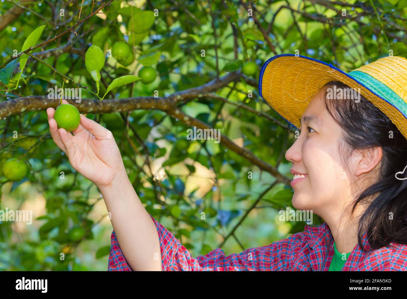 Asian woman (thai) agriculturist hand holding fresh lemon from tree branch, in the vegetable garden Stock Photo