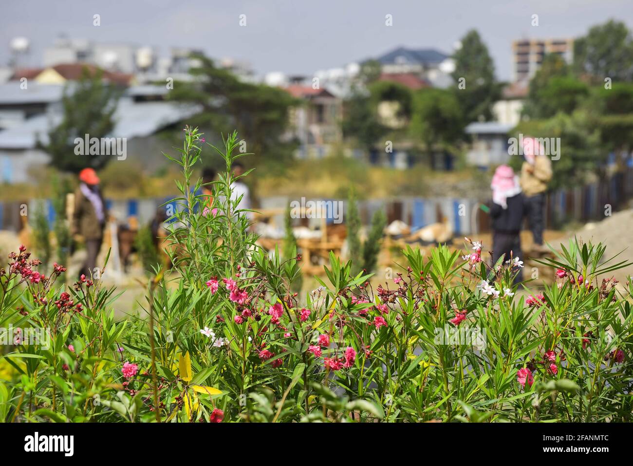 ADDIS ABABA, April 23, 2021 Makeshift greenhouse and nursery sites are