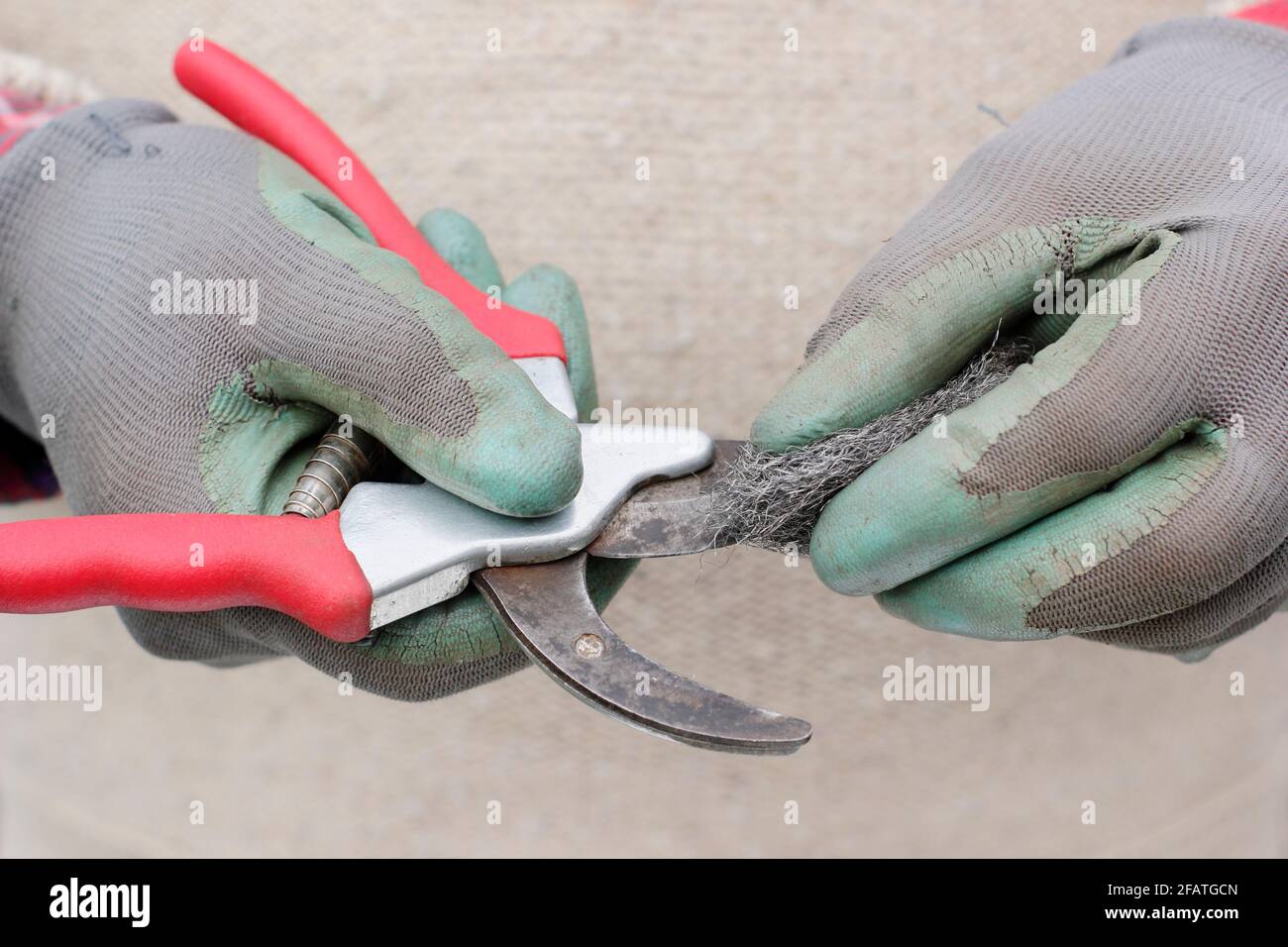 Cleaning secateur blades with wire wool. UK Stock Photo