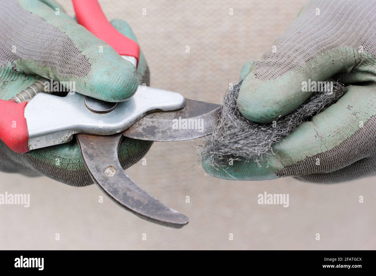 Cleaning secateur blades with wire wool. UK Stock Photo