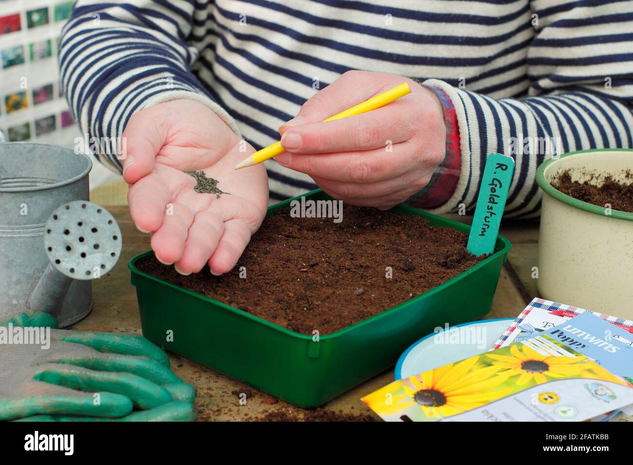 Sowing seeds in a tray. Sowing flower seeds - Rudbeckia 'Goldsturm' - using  a pencil to gently tap the hand to aid even seed spacing in a tray Stock  Photo - Alamy