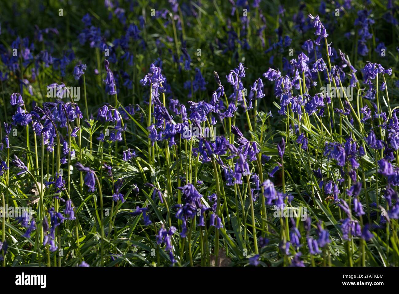 Sulham, UK. 23rd April, 2021. Bluebells bloom in early morning sunlight in Sulham Woods. The UK is home to over half of the world'ss population of bluebells, split between the native English or British bluebell (Hyacinthoides non-scripta), as seen in Sulham Woods, which is protected under the Wildlife and Countryside Act 1981, and the fast spreading Spanish bluebell (Hyacinthoides hispanica). Credit: Mark Kerrison/Alamy Live News Stock Photo