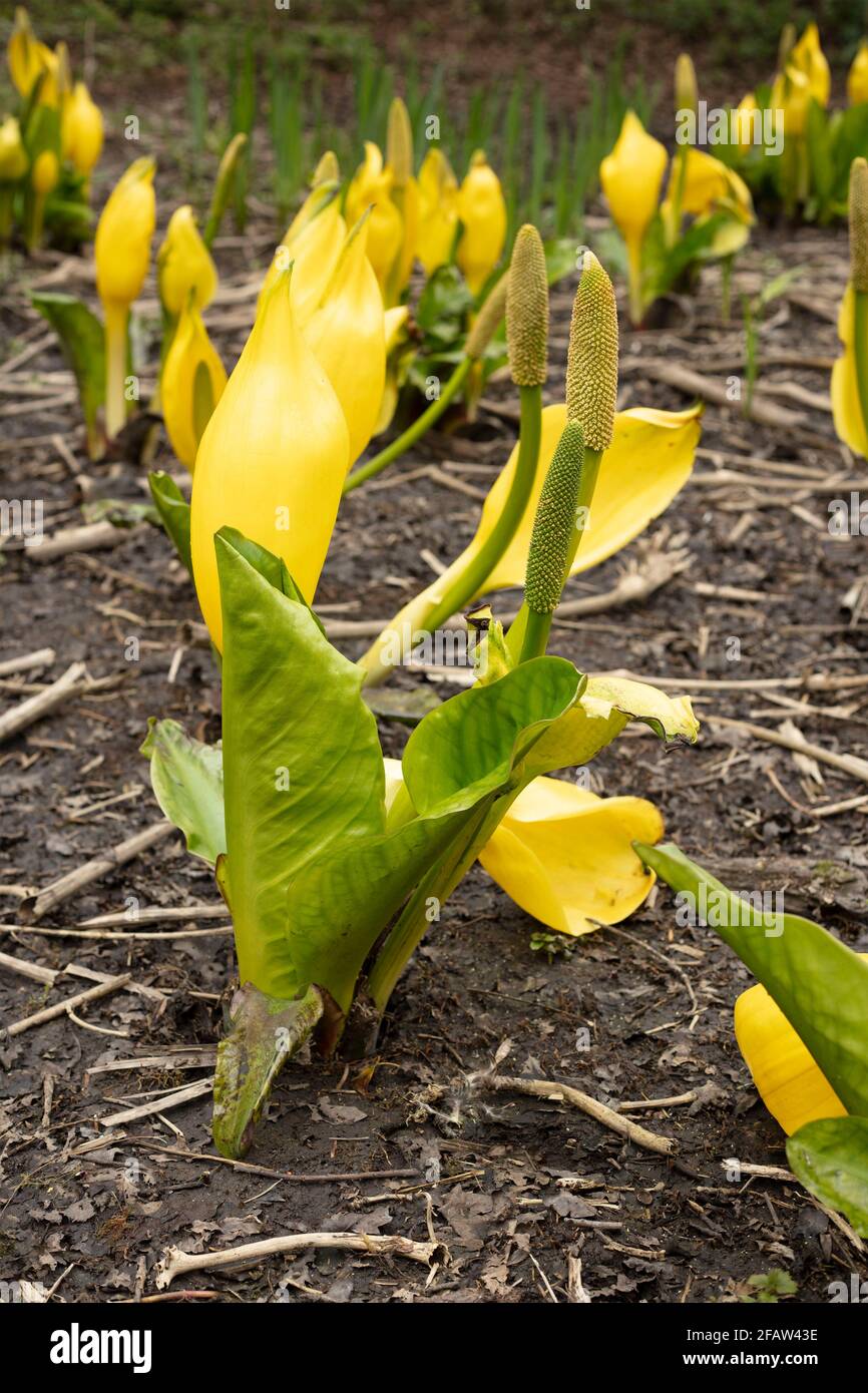 Lysichiton Americanus, Yellow, skunk cabbage, in spring foliage Stock