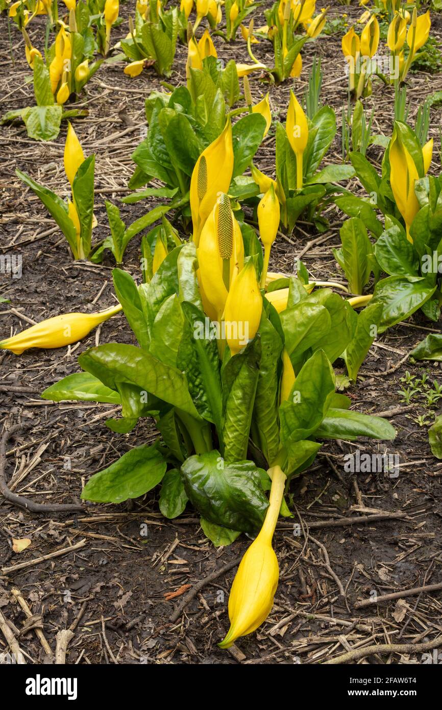 Lysichiton Americanus, Yellow, skunk cabbage, in spring foliage Stock