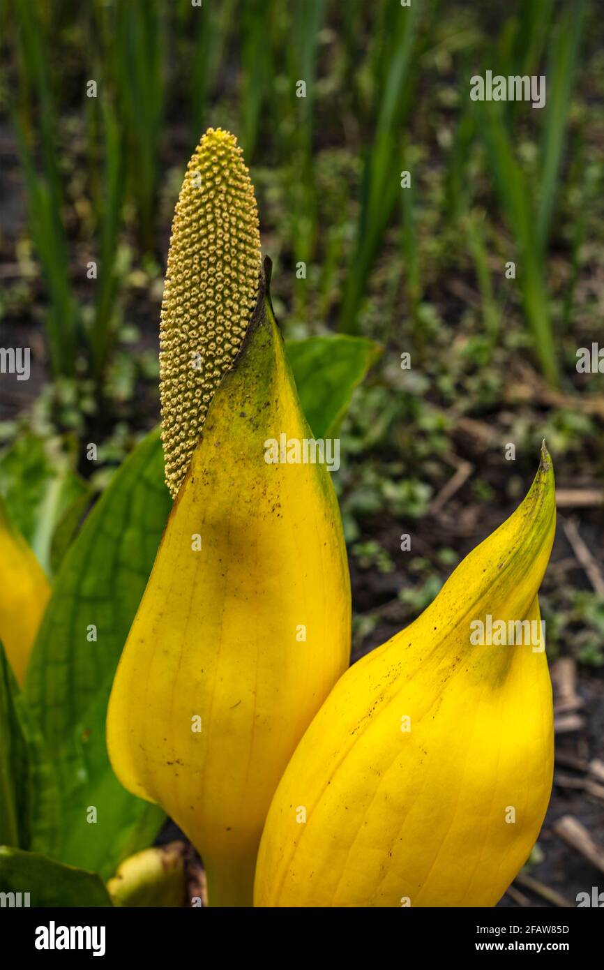 Lysichiton Americanus, Yellow, skunk cabbage, in spring foliage Stock