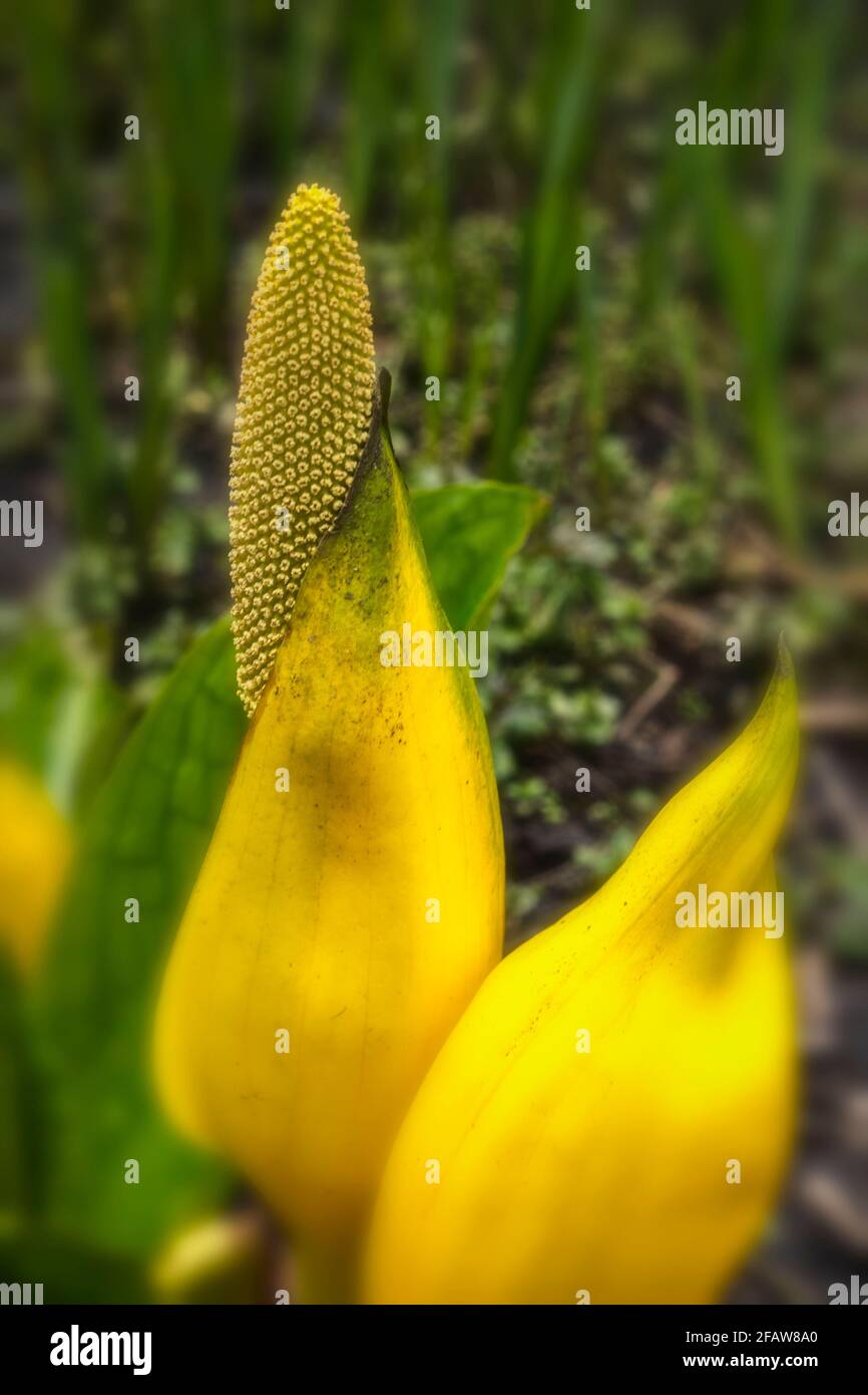 Lysichiton Americanus Yellow Skunk Cabbage In Spring Foliage Stock