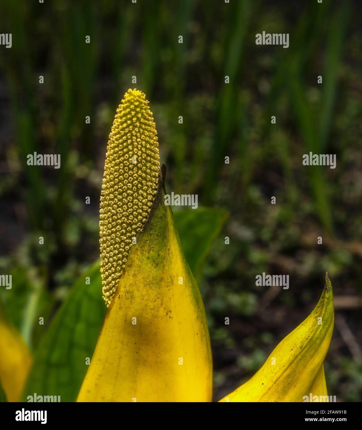 Lysichiton Americanus, Yellow, skunk cabbage, in spring foliage Stock