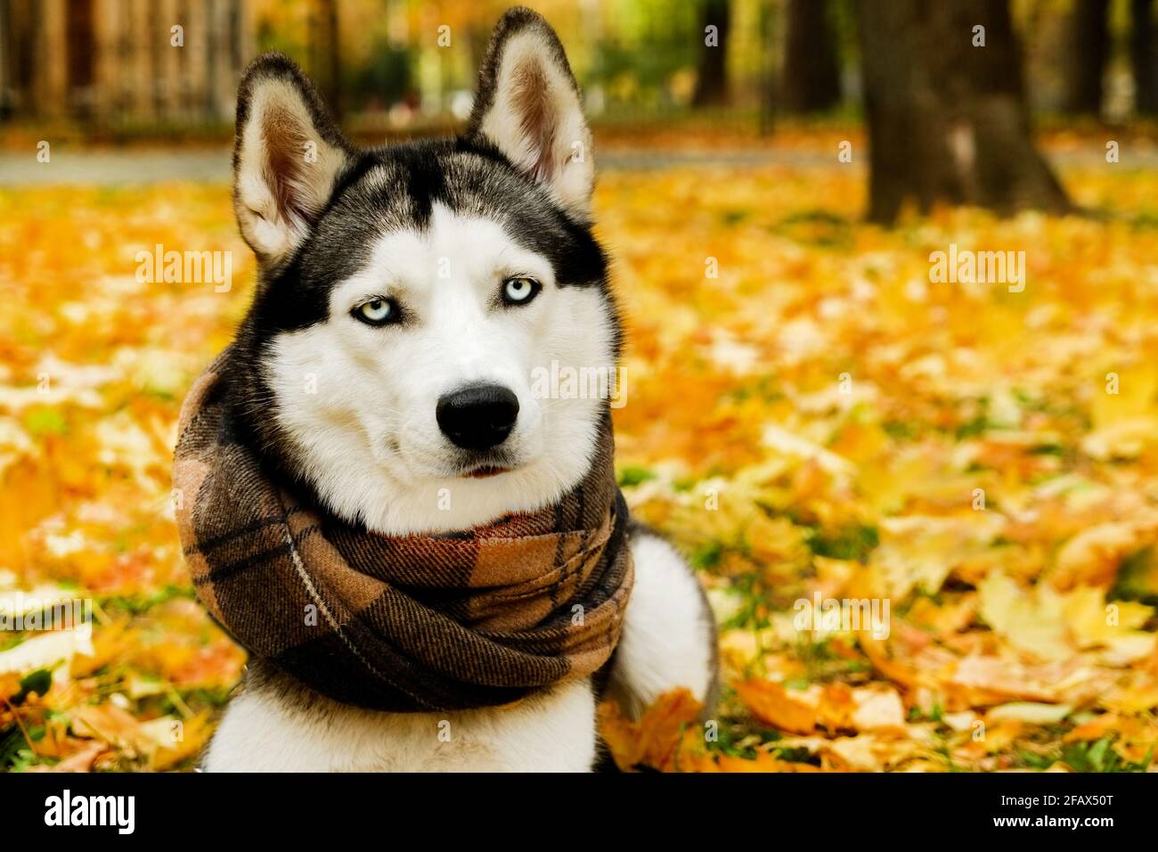 Portrait of funny blue eyed siberian husky with white face big