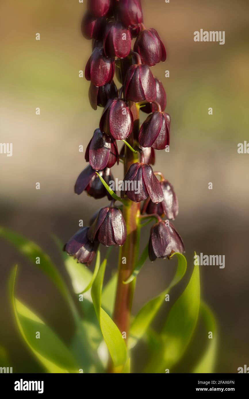 Fritillaria Persia – Blue Dynamite, Fritillaria Persica - Blue Diamond natural plant portrait Stock Photo