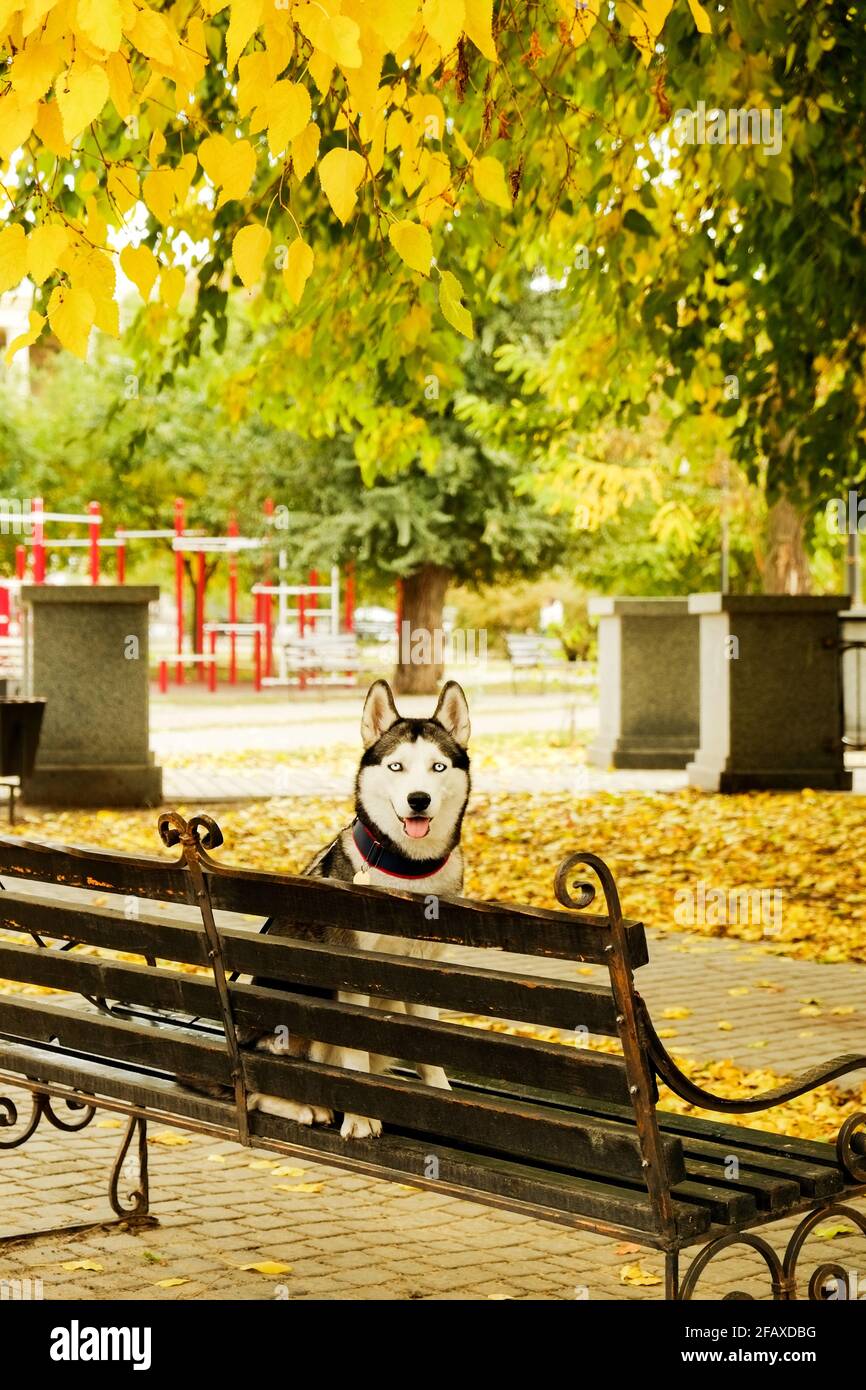 Portrait of funny blue eyed siberian husky with white face, big pointy ears at beautiful park, yellow fallen leaves. Domestic dog on a walk at novembe Stock Photo