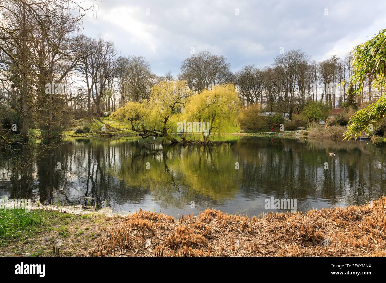 The pond at Botanischer Garten Münster, Botanical Gardens, Muenster, Germany Stock Photo