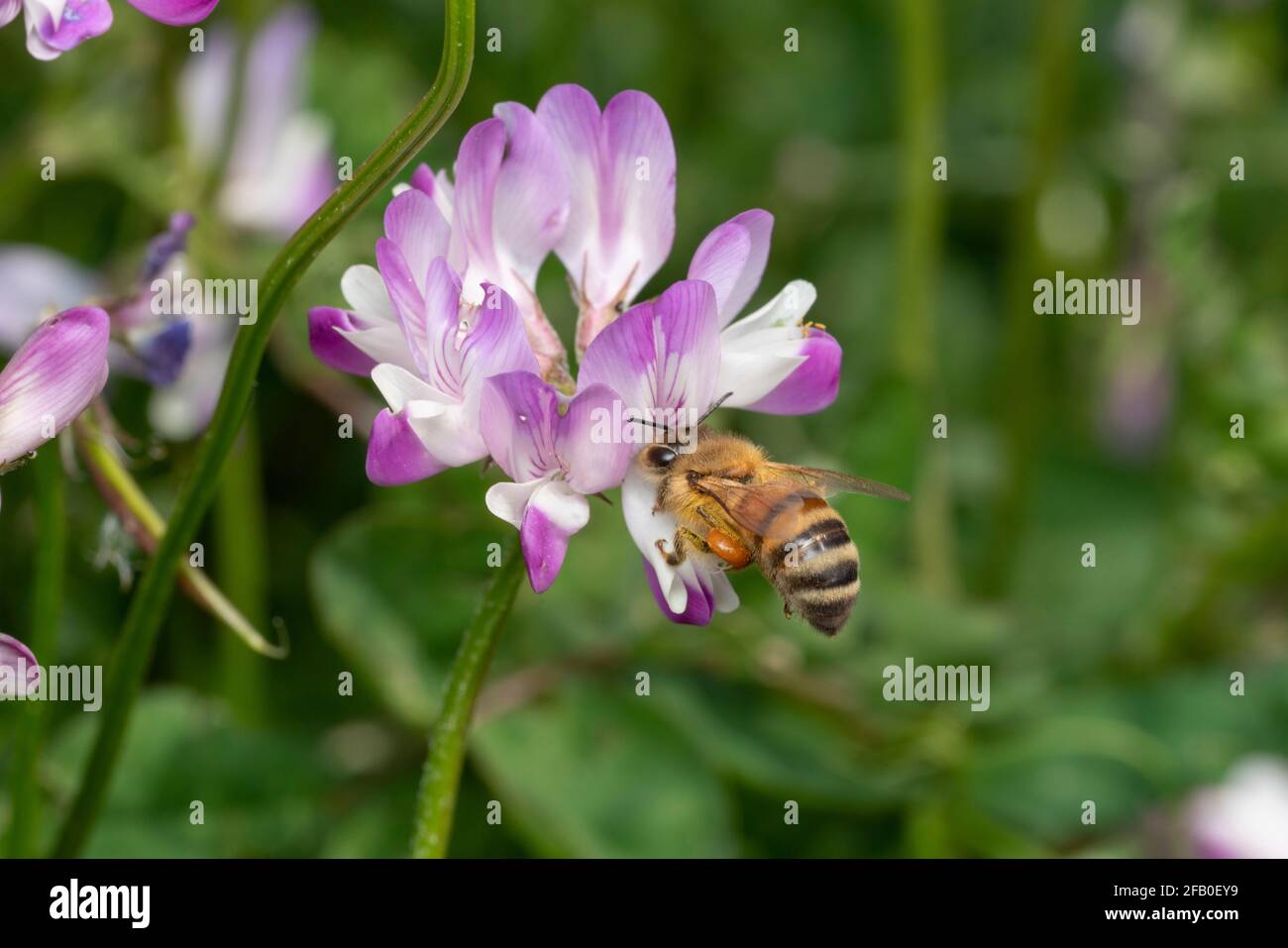 Western honey bee (Apis mellifera)  sucking Chinese Milk Vetch flowers (Astragalus sinicus or Renge or Genge) Isehara City, Kanagawa Prefecture, Japan Stock Photo