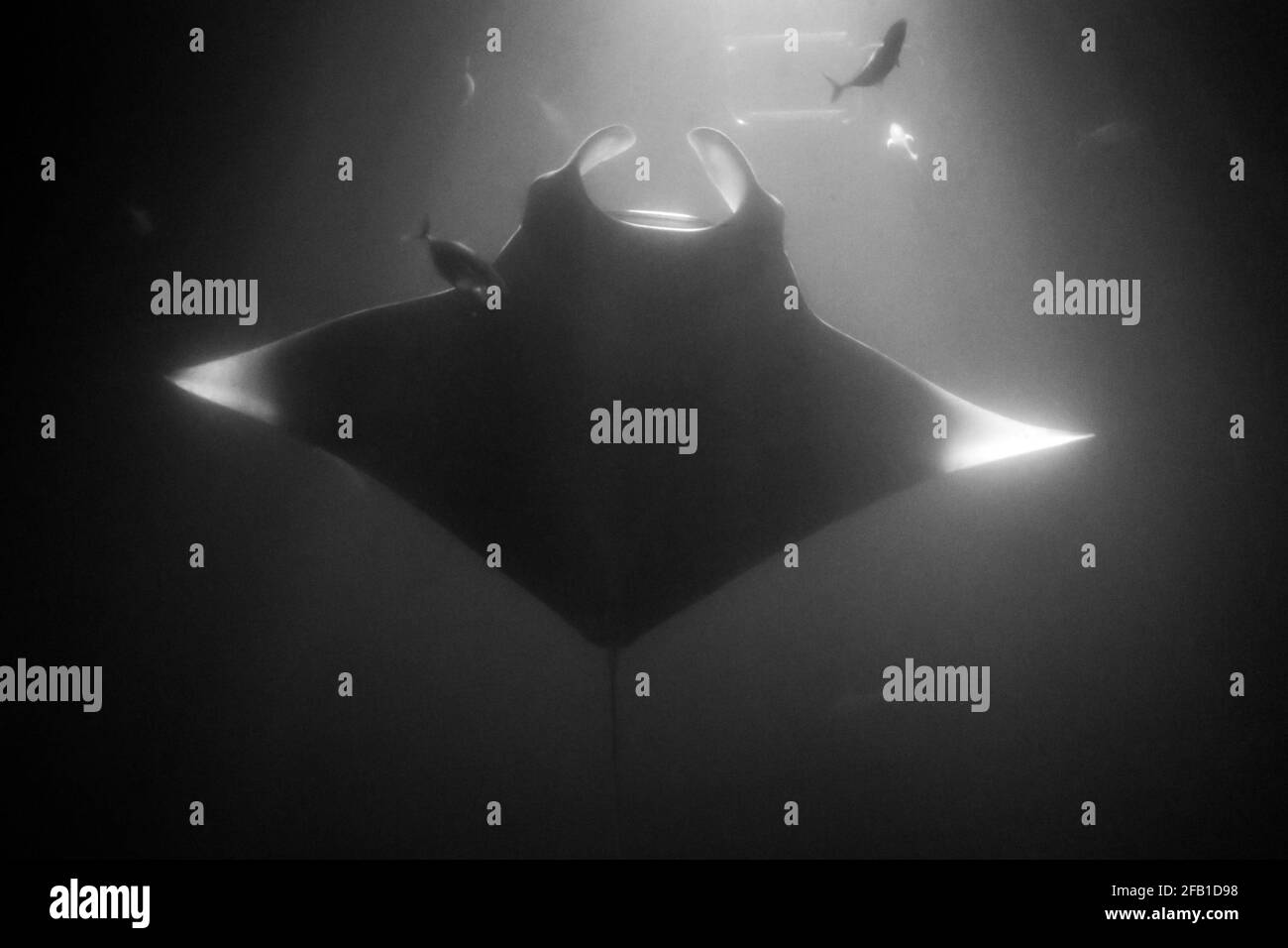 manta swimming up at surface at night in spotlight Stock Photo