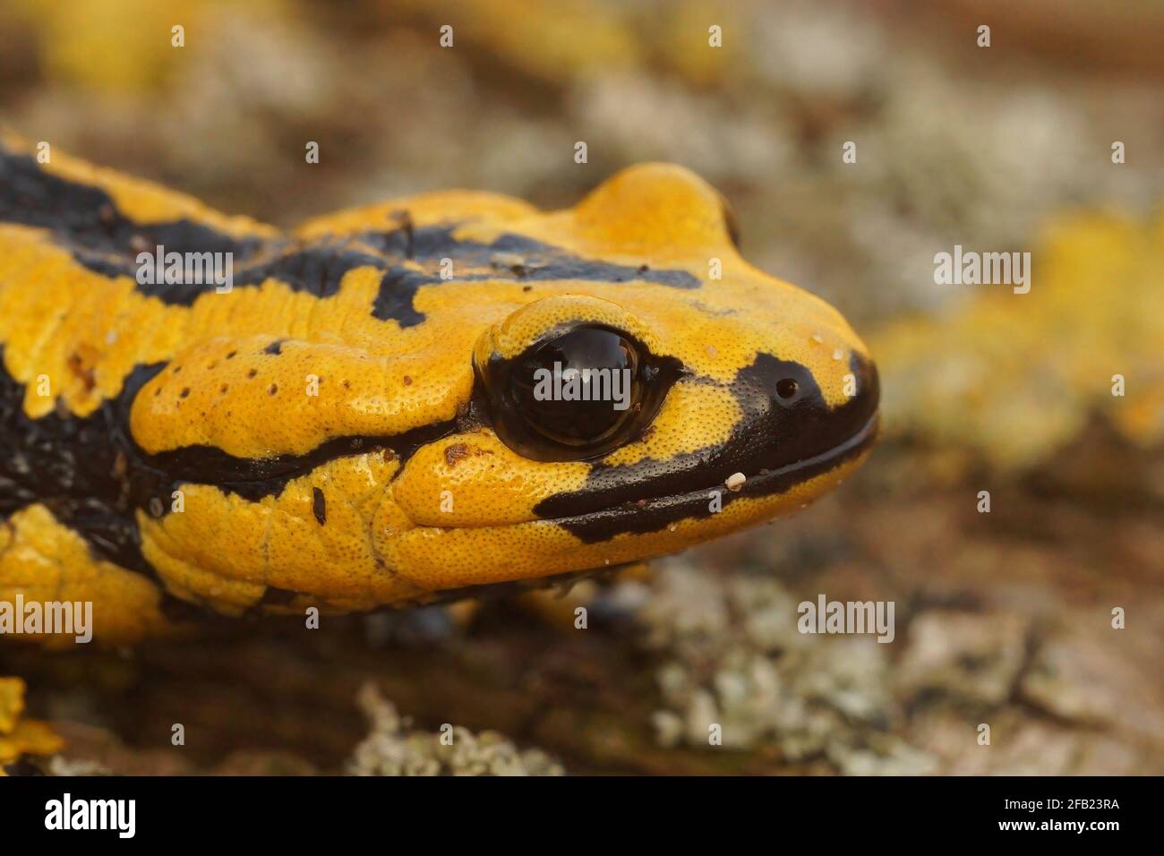 Closeup shot of a yellow-colored Tendi fire salamander, Salamandra salamandra bernardezi on a stone Stock Photo