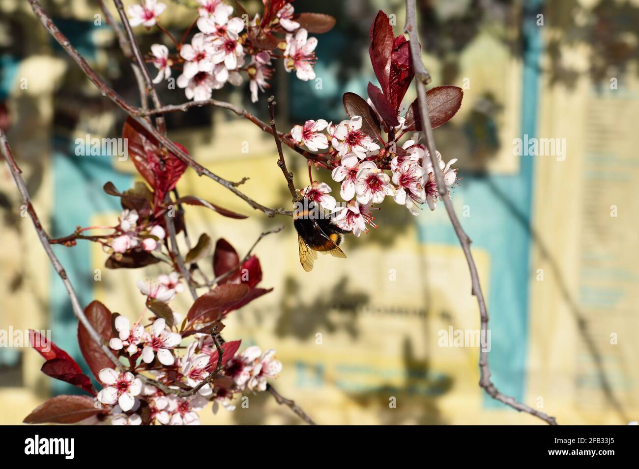 A bumble bee on a flowering cherry blossom tree Stock Photo