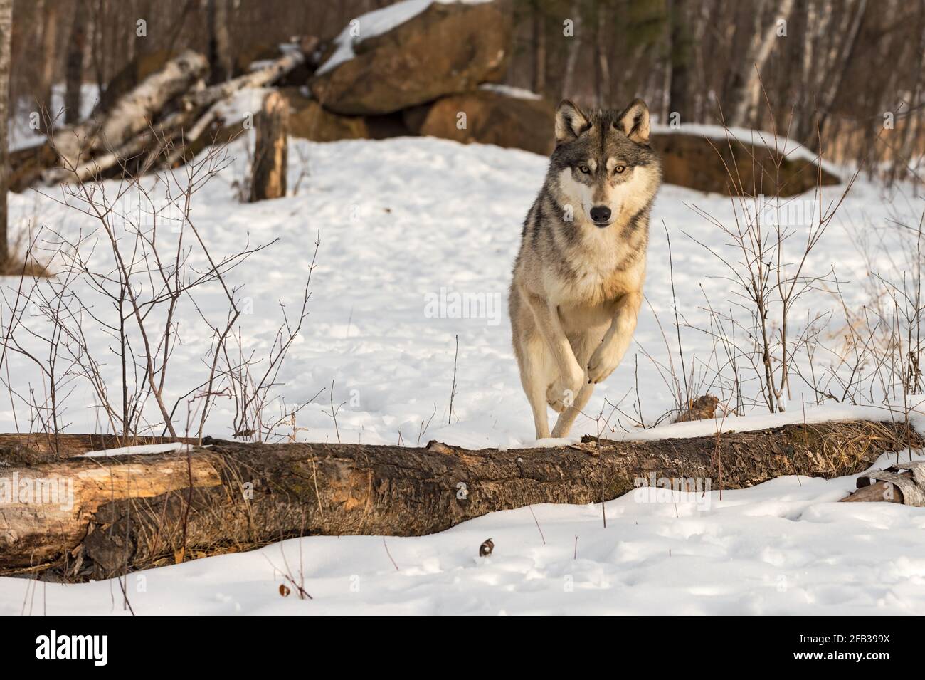 Grey Wolf (Canis lupus) Stares Forward While Jumping Over Log Winter - captive animal Stock Photo