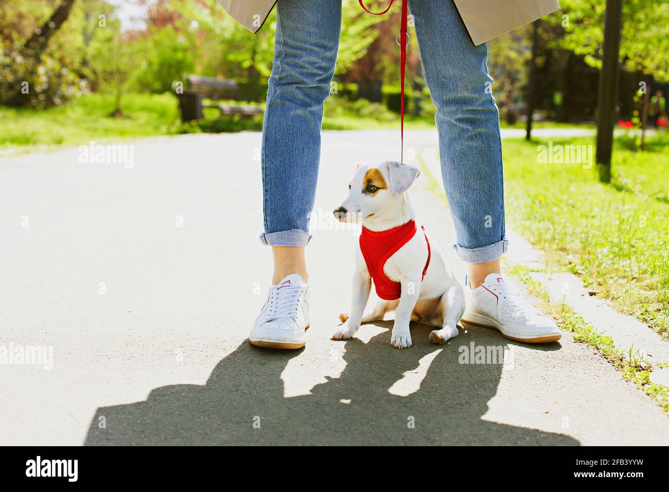 Dog Between Legs High Resolution Stock Photography and Images Alamy