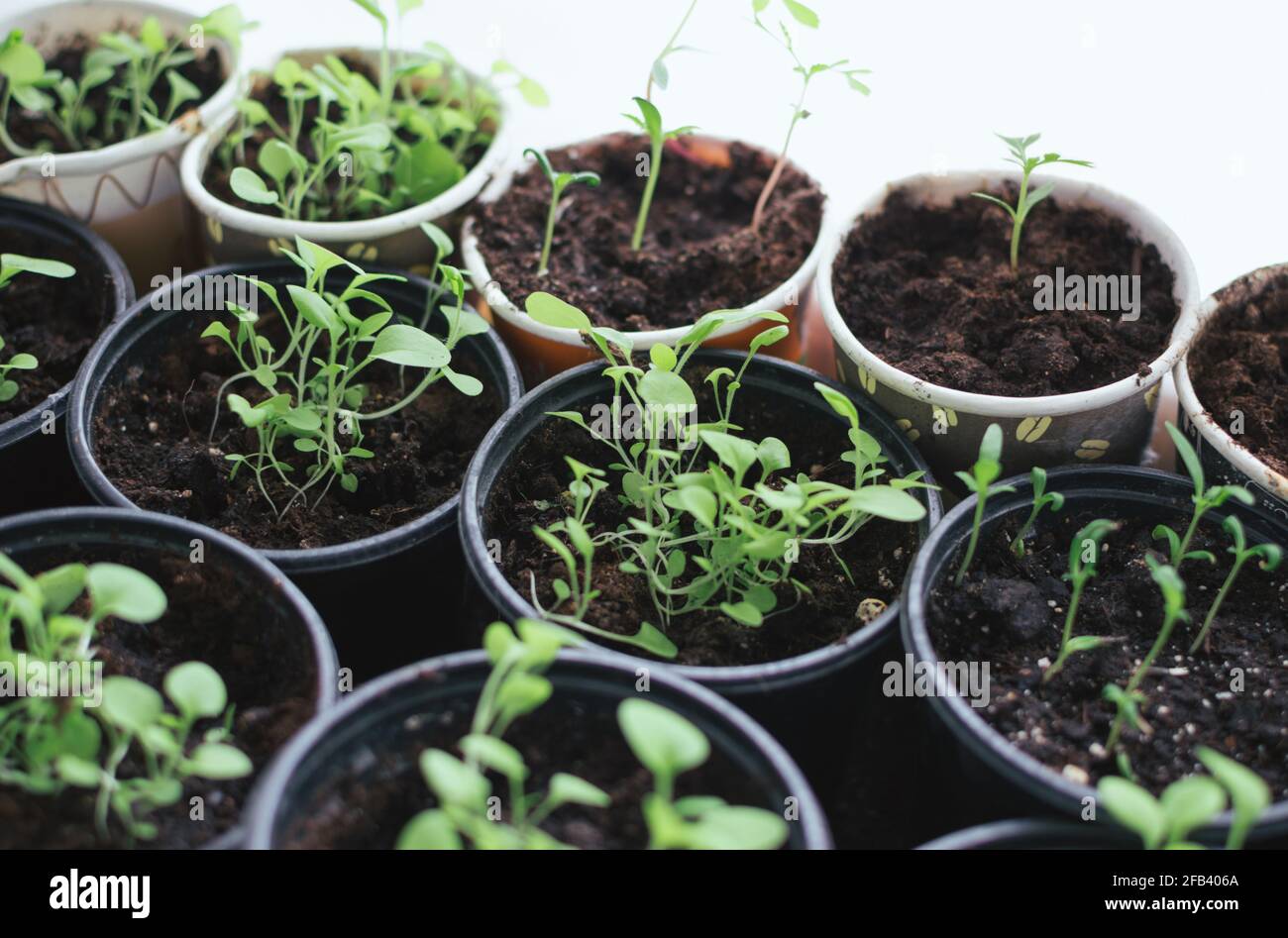 Seedlings of petunias and marigolds in cups on kitchen window Stock Photo