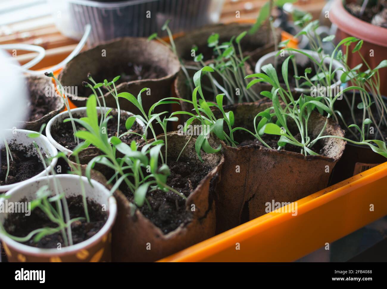Seedlings of petunias in pots on kitchen window Stock Photo