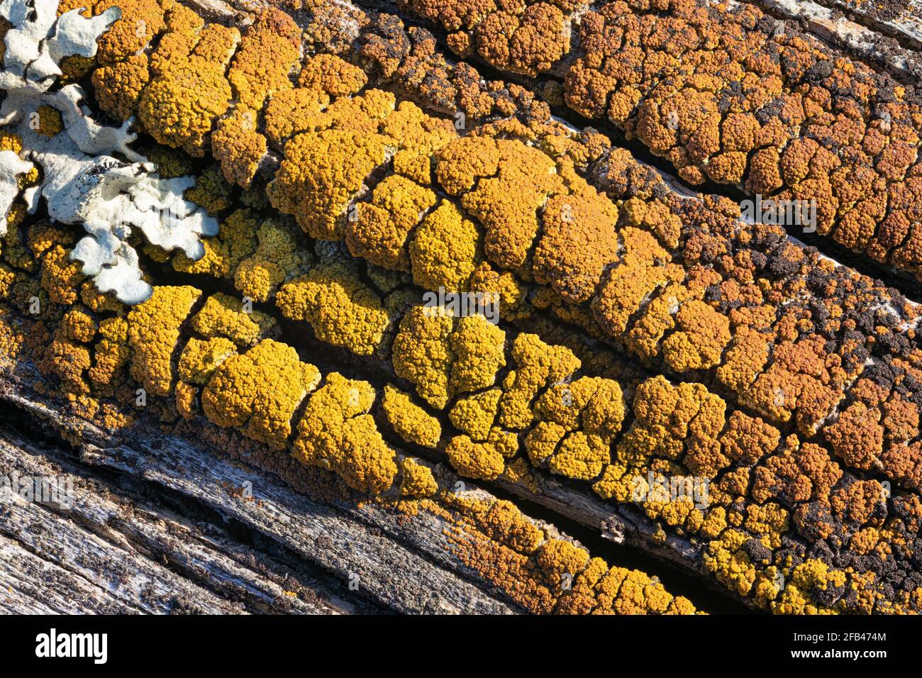 Candelariella vitellina lichen Stock Photo
