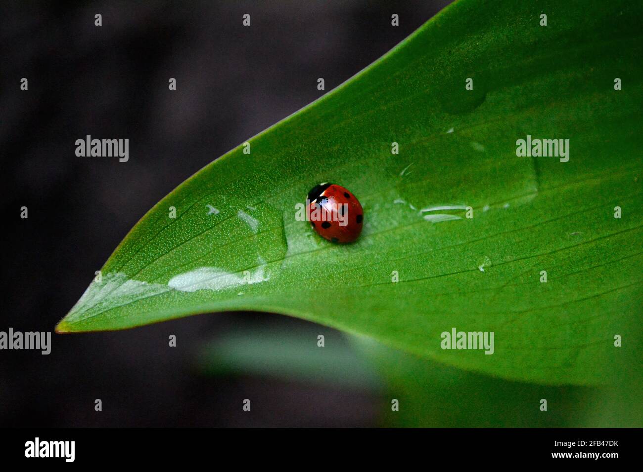 ladybug sitting on a leaf after rain Stock Photo