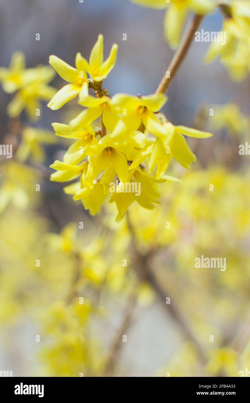 Flowering Forsythia shrub. Yellow small flowers Stock Photo Alamy