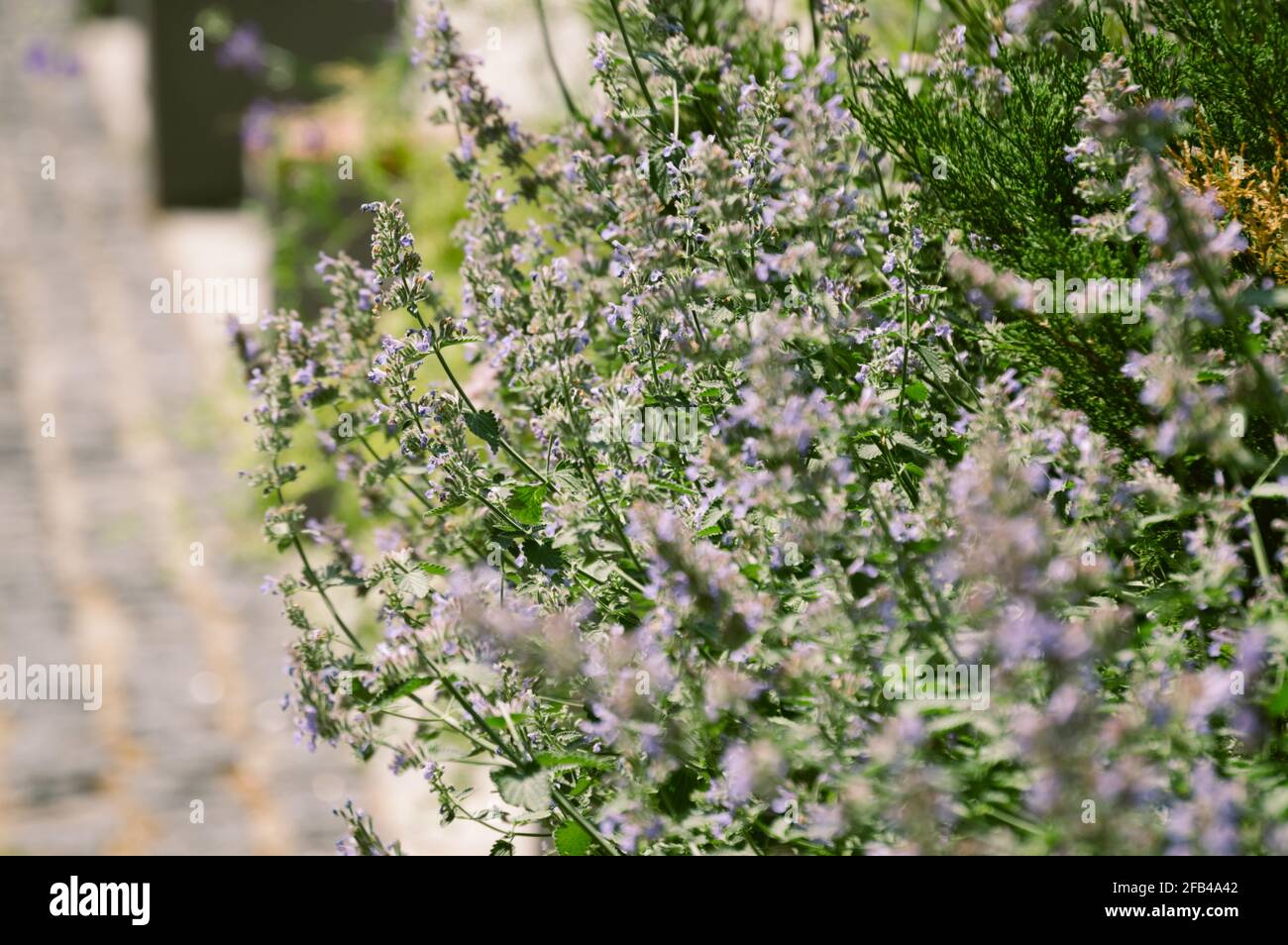 Lavender sprigs flower background, green and purple Stock Photo - Alamy