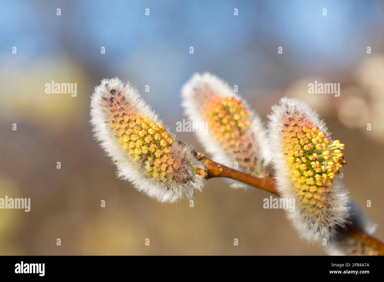 Catkins spring flowers Stock Photo