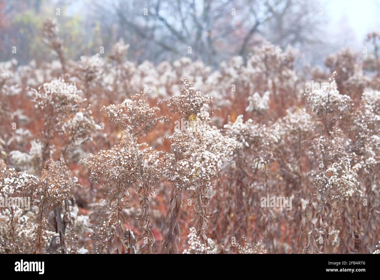 Fabulous autumn nature. Dry brown grass in autumn in November, warm weather. Stock Photo