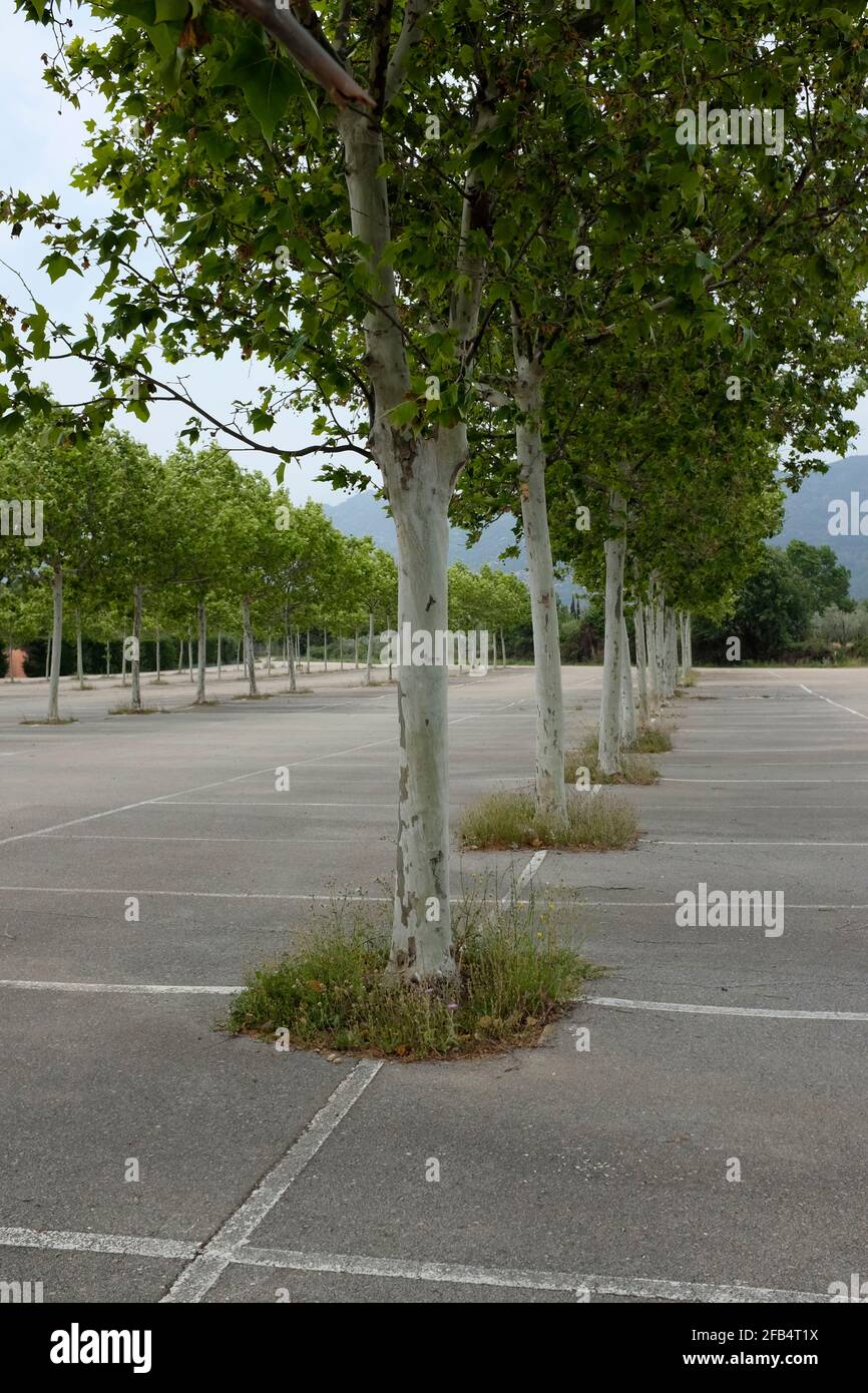 avenue of trees on a parking spot Stock Photo