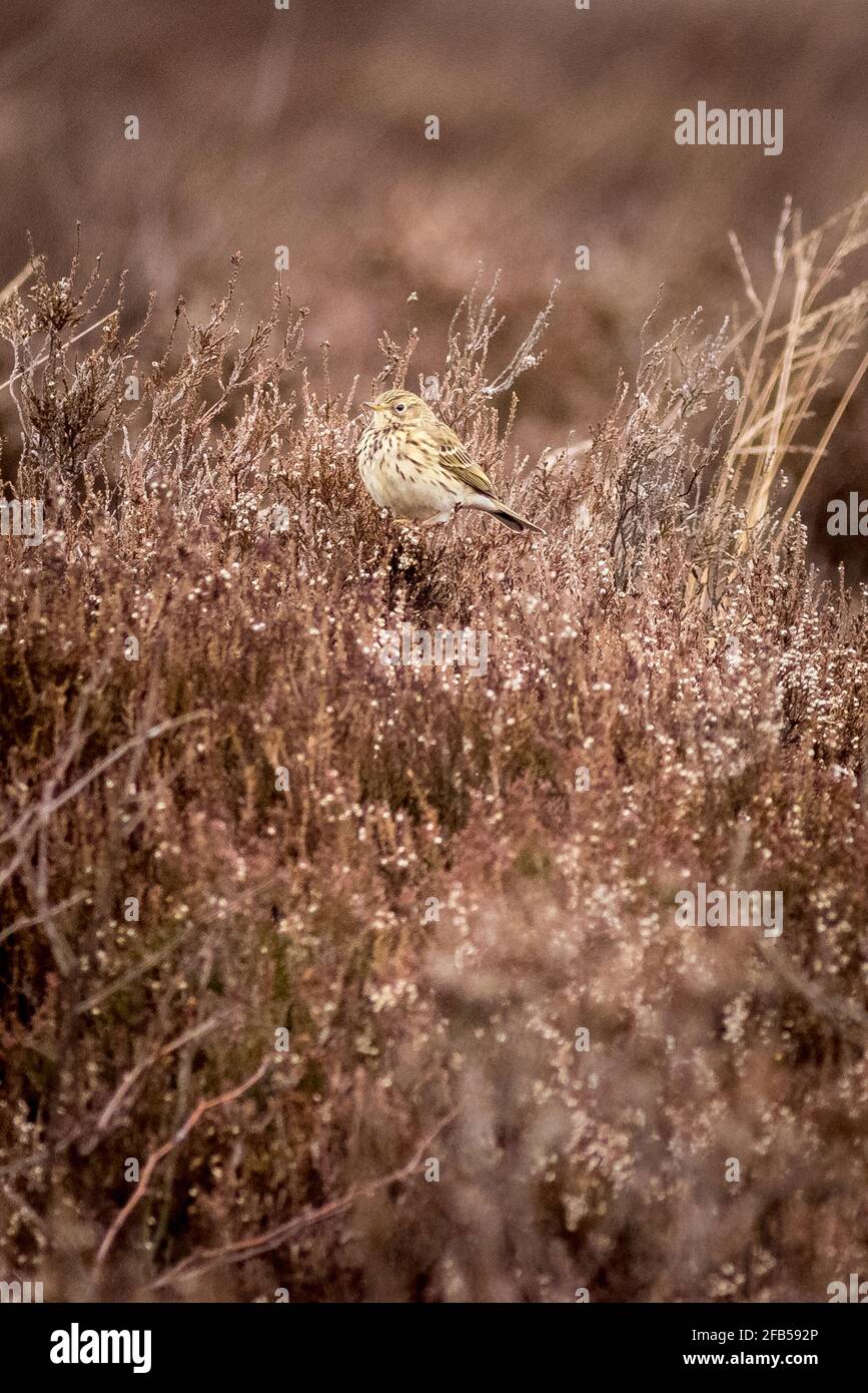 Skylark (Alauda arvensis) perched on heather Stock Photo