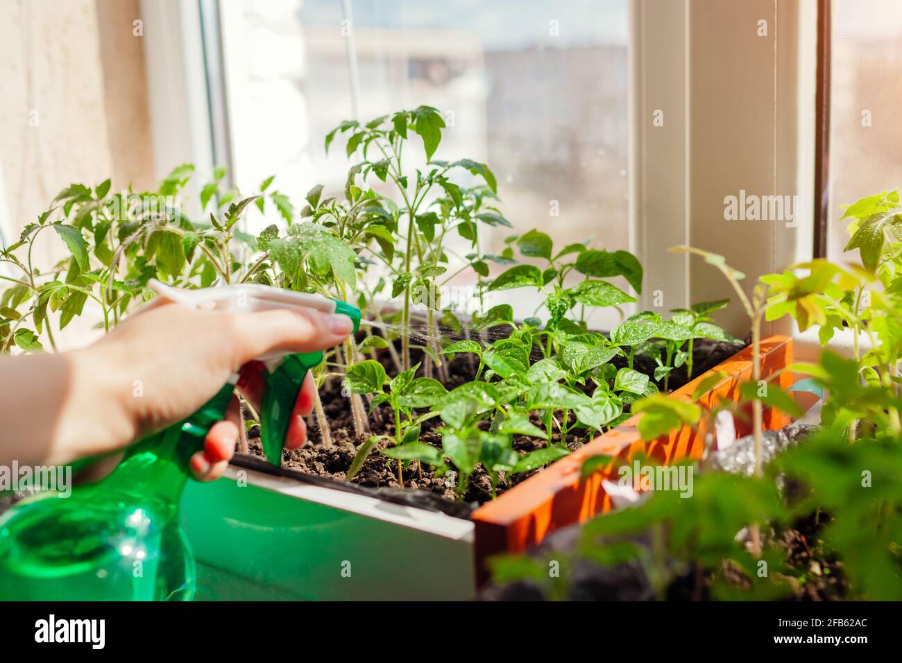 Spraying tomato and pepper seedlings in box with water at home. Spring work. Agriculture and farming. Growing vegetables Stock Photo
