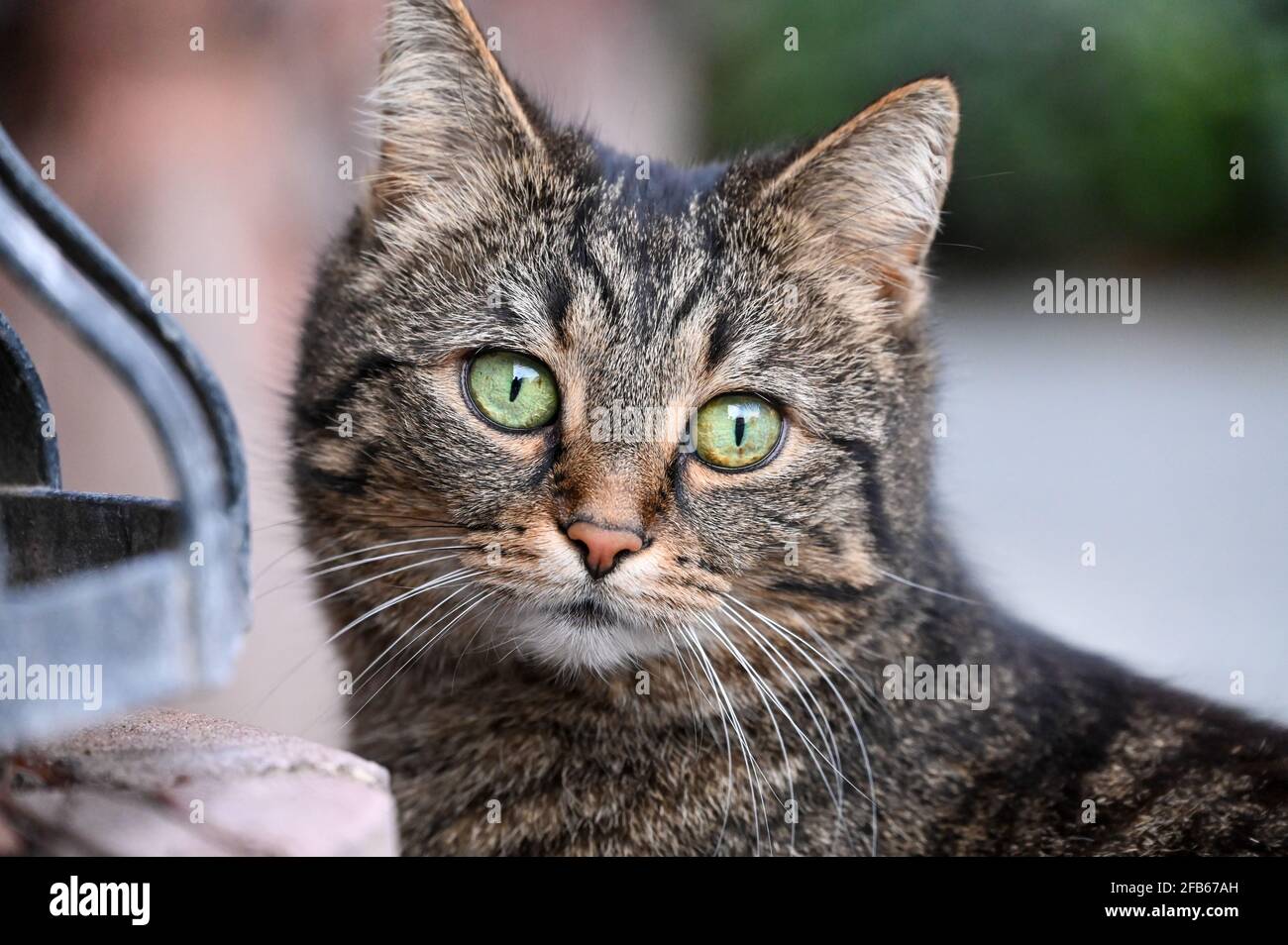 A curious grey tabby cat with green eyes close up Stock Photo - Alamy