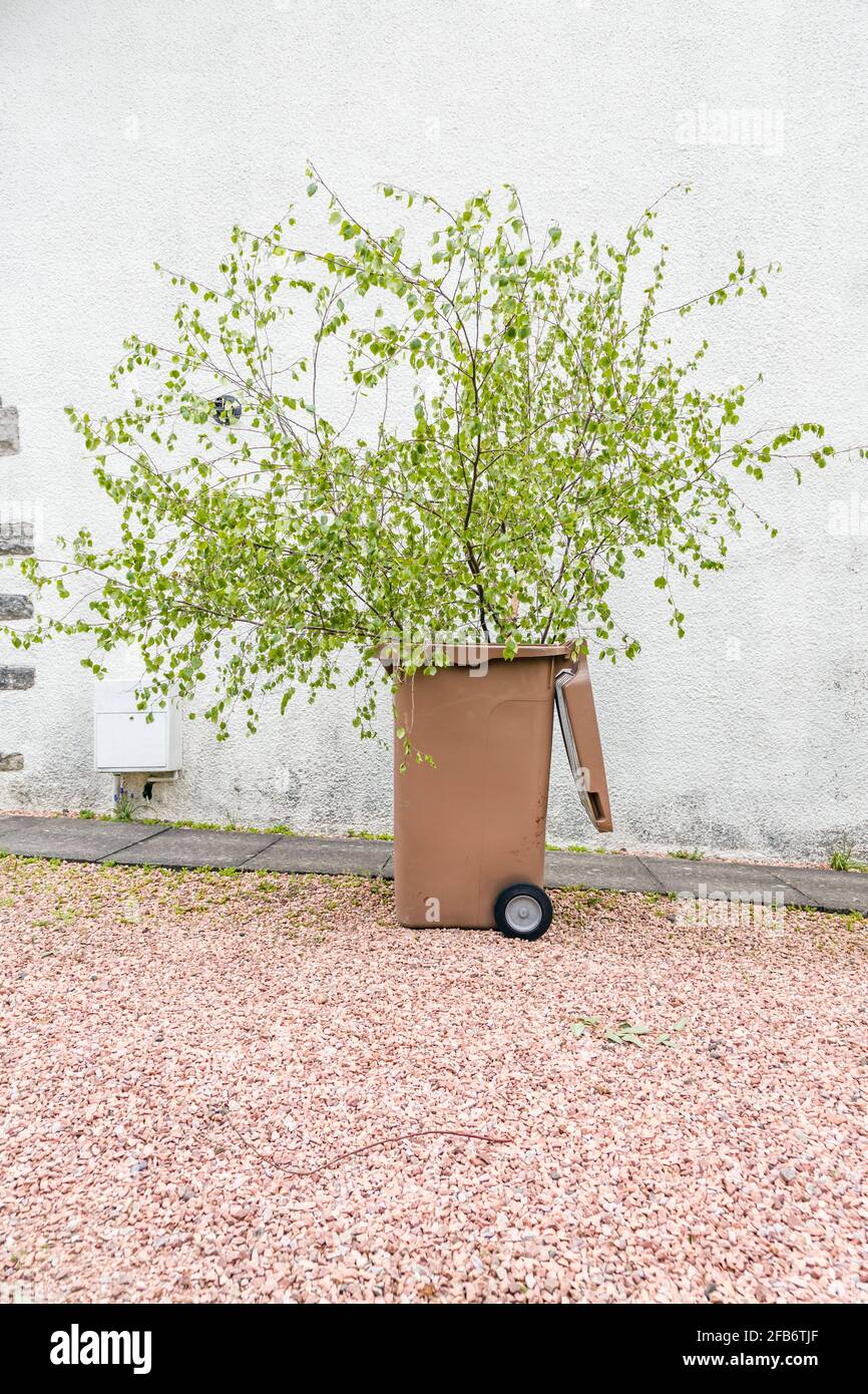 Cut tree branches in a recycling bin, Scotland, UK Stock Photo Alamy