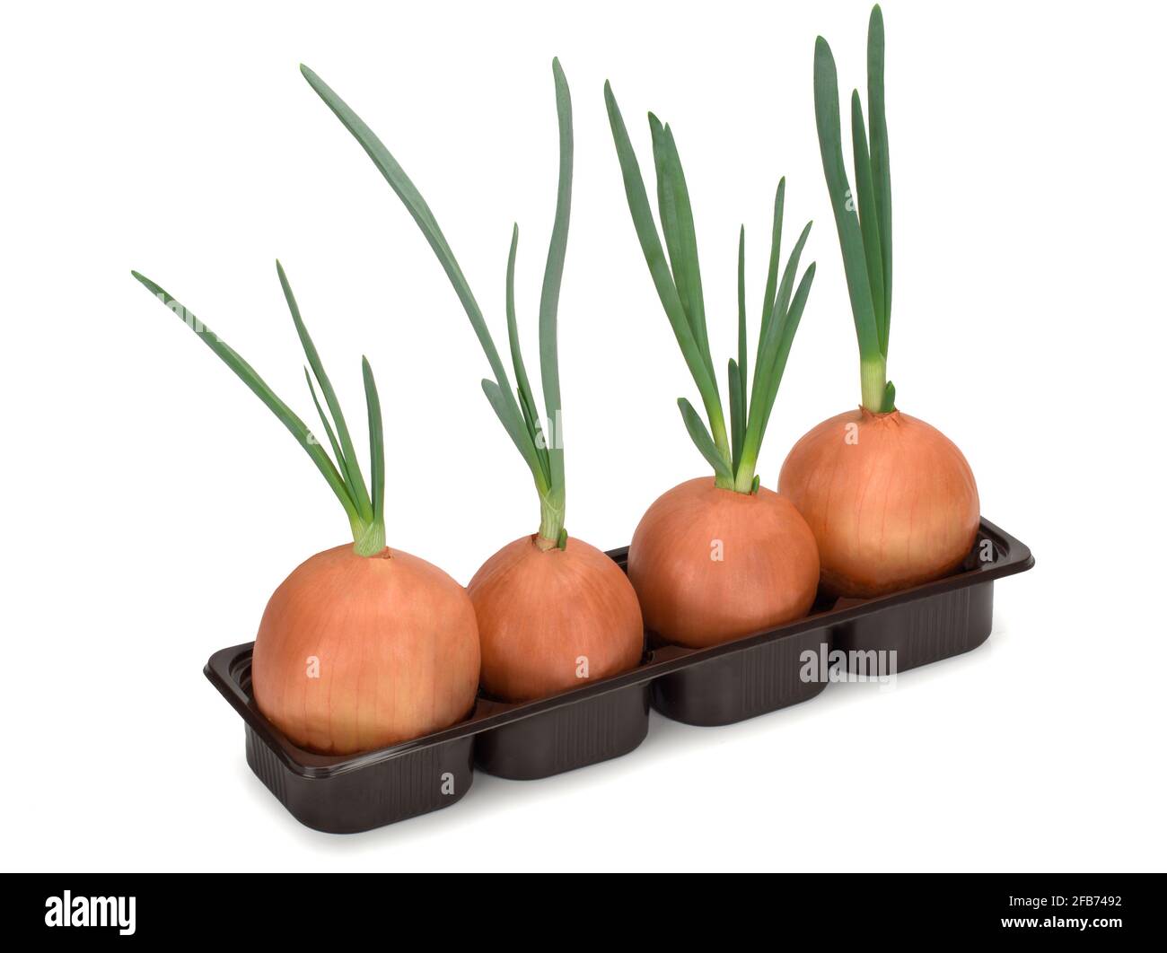 Onion with green sprout planted in the ground Stock Photo