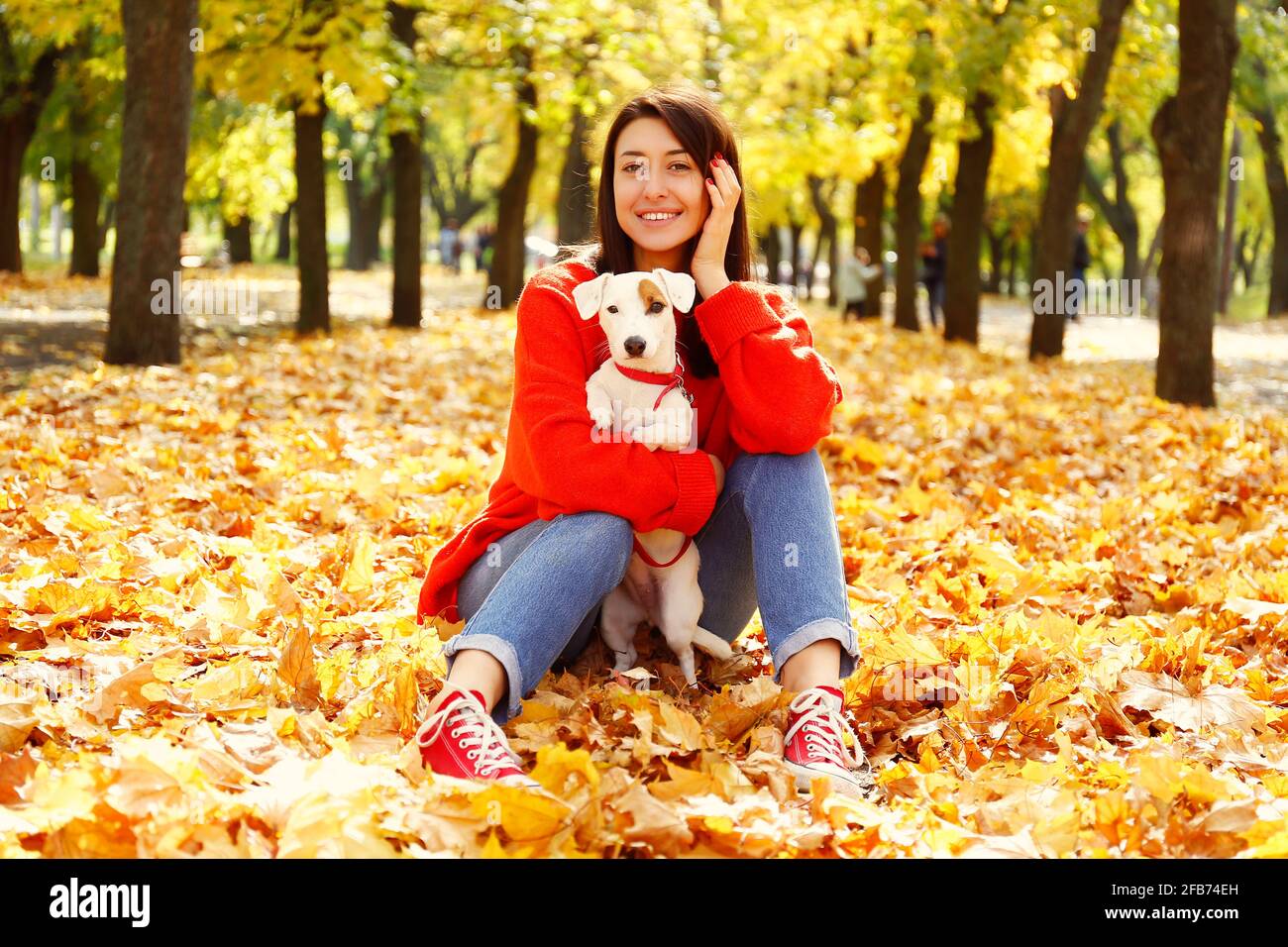 Attractive young woman with long brunette hair, wearing oversized red sweater & mom jeans walking in park her Jack Russell Terrier puppy, yellow leave Stock Photo